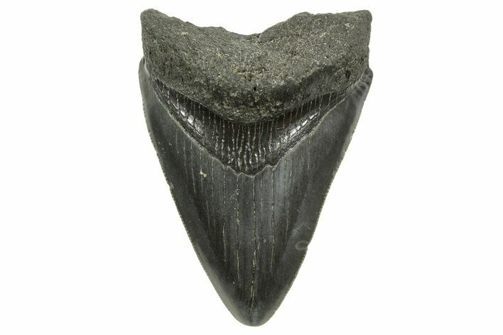 Serrated, Juvenile Megalodon Tooth - South Carolina #368038